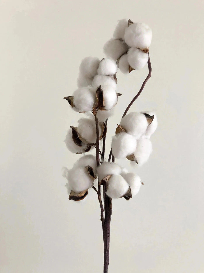 Cotton plant branch with fluffy white cotton bolls and brown stems against cream background